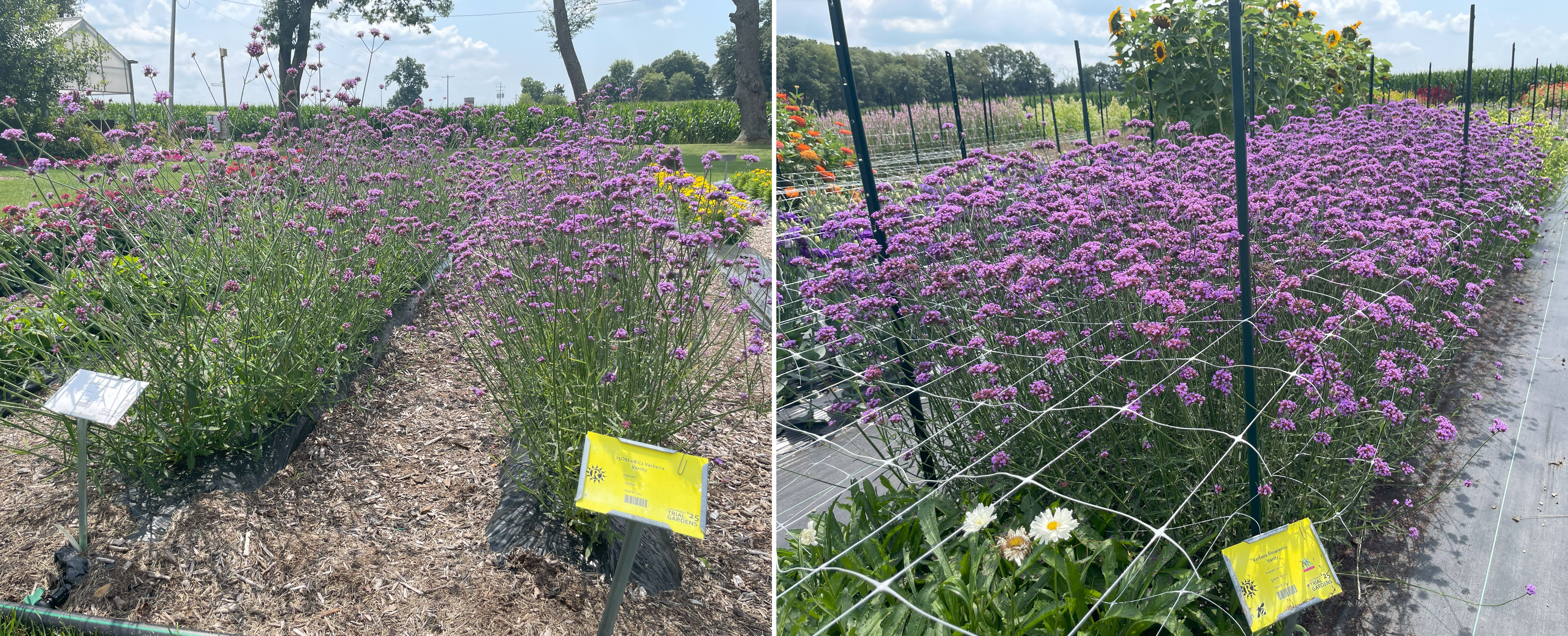 Trial garden plots of tall verbena with slender green stems and clusters of small purple flowers, shown in two views with yellow plant labels and trellis netting supporting the rows.